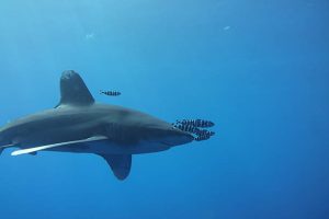whitetip sharks and pilot fish