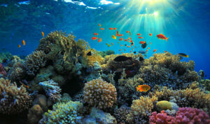The Red Sea, Egypt