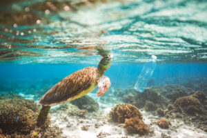 Marine Life Conservation