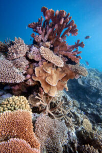 Coral reefs
