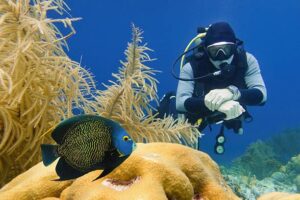 encountering marine life underwater