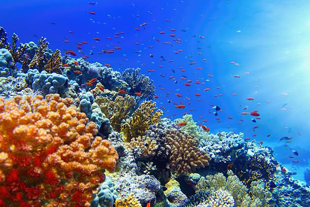 coral reef