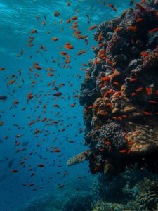 Marine life of the Red Sea
