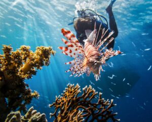 Scuba diving in Egypt