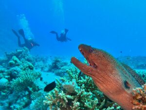 Diving and Snorkeling in the Red Sea