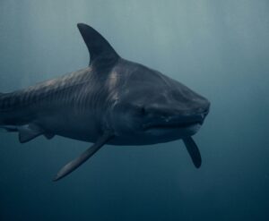 Dangerous Marine Species in the Red Sea