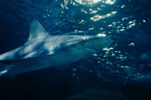 Oceanic Whitetip Shark
