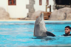 Scuba diving with Dolphins