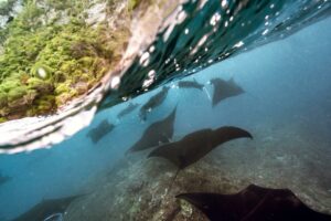 Reef Manta Rays