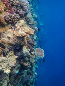 The Homas Reef and Gordon Reef