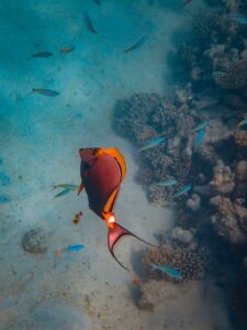 Red Sea Bannerfish