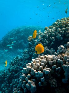 11 Amazing Marine Species to See While Scuba Diving in the Red Sea