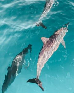 A group of Dolphins