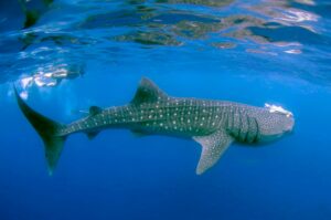 Whale Sharks