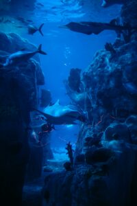 Shark and Jolanda Reefs