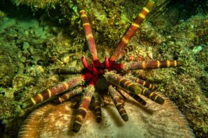 underwater invertebrate