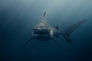 Sharks
