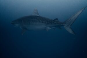 Tiger shark