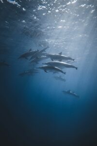 Dolphins of Marsa Alam