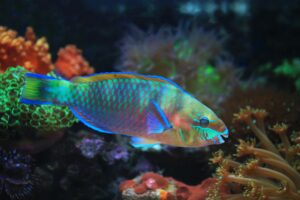 Bullethead Parrotfish