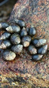 Cone Shells