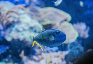 Trigger Fish