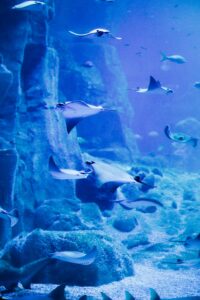 Blue Spotted Stingray and Other Rays