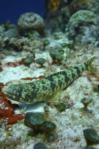 Crocodilefish