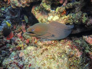 Giant Moray