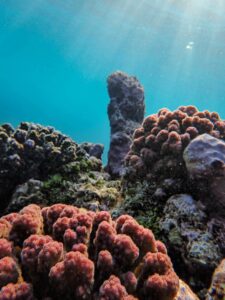 coral towers
