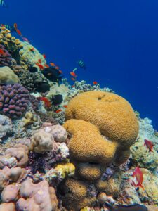 Most Beautiful Reefs for Deep Diving in Hurghada