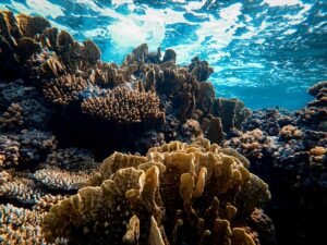 Fire Coral