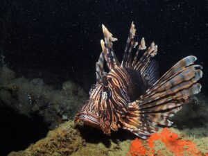 Lionfish