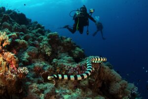 The most dangerous creatures in the Red Sea