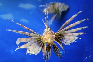 Lionfish