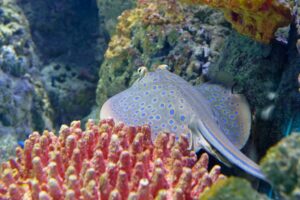 Bluespotted Ray