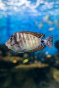 Titan triggerfish