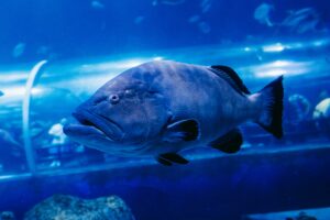 Napoleon wrasse