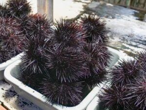 Sea Urchins