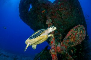 A turtle underwater