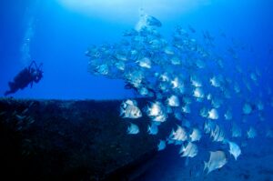 A scuba diver diving towards a school of fish