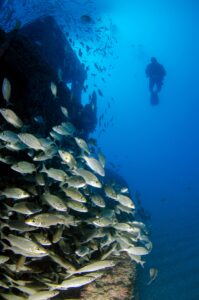 A scuba diver with marine life