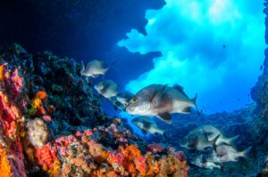 Dive Sites in Hurghada