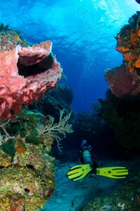 Scuba diving in Egypt