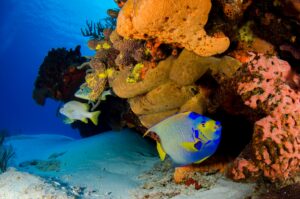 Coral fish