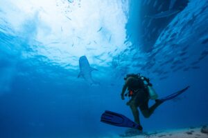 Tiger shark in Hurghada