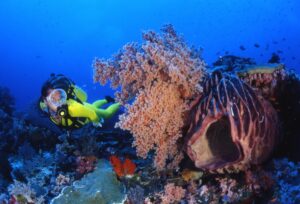 Scuba Diving in Hurghada vs Marsa Alam