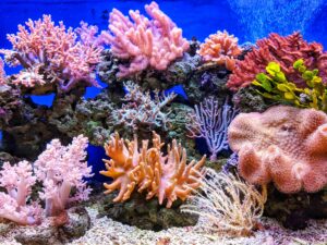 A coral garden