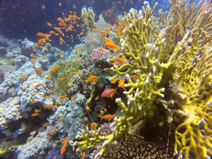 Carless Reef in Hurghada