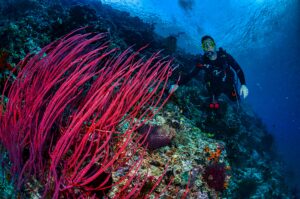 Dive Destinations in the Middle East
